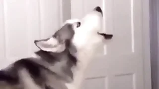 Furry Gay XXX 1